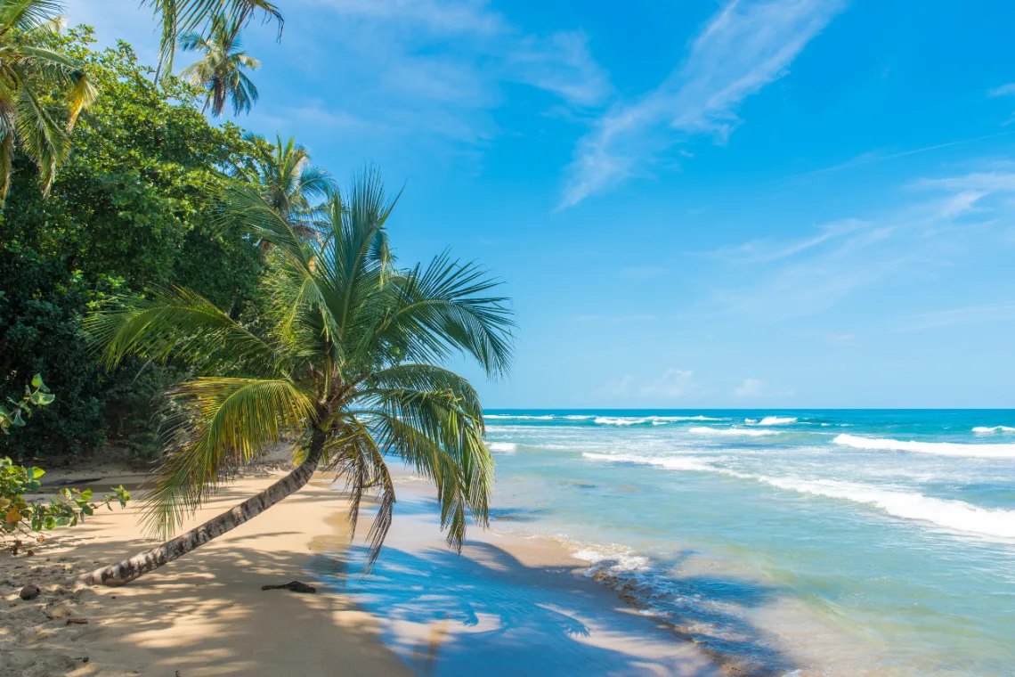 Palm tree over a quiet beach on the Caribbean coast of Costa Rica