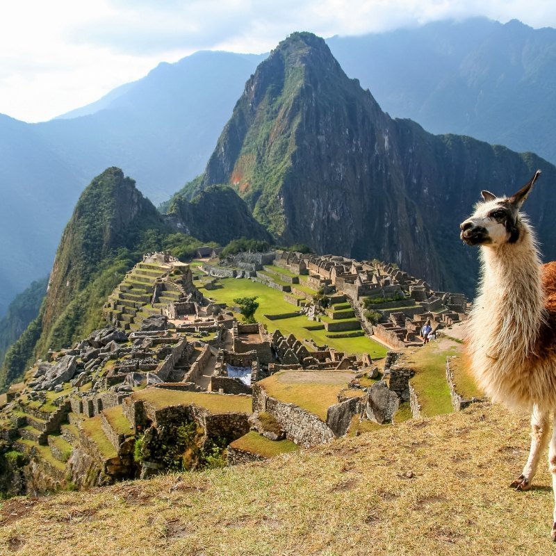 A llama overlooking Machu Picchu, Peru